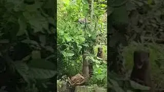 Cobra Vs 3 Mangoose