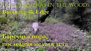 БАРСУЧЬЯ НОРА Последняя неделя лета
