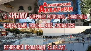24 09 23г. РОЖДЕНИЕ АНАКОНД в Крыму☝ Алуштинский Аквариум/Вечерний променад/Ещё купаются🏊люди 🌊море.