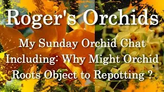 Why Might Orchid Roots Object to Repotting ?