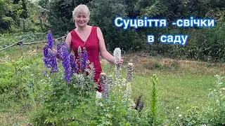 Догляд та вирощування дельфініума!#україномовнийютуб #квіти #дача #сад