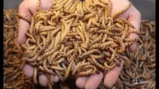 Зофобас (Zophobas morio)
