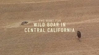 The Hunt for Wild Boar in Central California