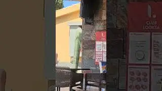 Rude Cactus Tree Spotted in Gran Canaria #shorts #cactus #rude #funny #tree