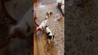Cutie and Nina the two 5 months old female Cavalier King Charles Spaniel