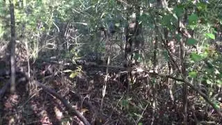 Walk back to farm from camping forest