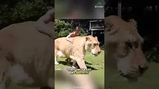 Liger | The Biggest Cat On Our Earth