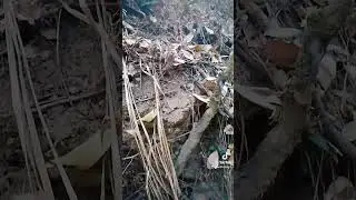 Natureza 🌳🍂🐍🪨🕊️🐕🐾🐾💙💚
