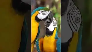 Birds Are So Beautiful!!