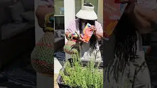 The BEST harvest ever from my home garden