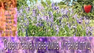 Voice of the Grasshopper and birdsong ✿ 2 hours ✿ Summer Meadow ✿ Country RELAX