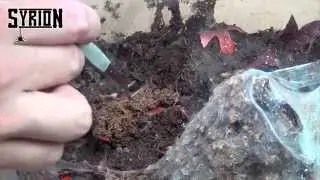 Brachypelma vagans L1 