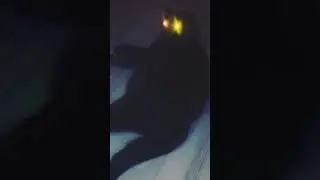 Наш котик мог бы стать звездой РенТв 