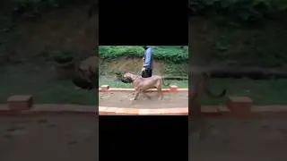 Movimentação do Fila brasileiro (parte 1) Andar felino e trote leve #vidanaroça #patrimonionacional