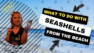 What to do with Seashells from the Beach