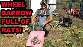 Return of the Chicken Coop Rats!