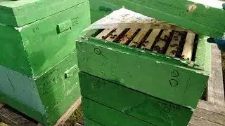 Нуклеус на весеннем медосборе 2019, апрель 29.