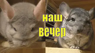 ВЕЧЕР ШИНШИЛЛ/ ШУША И ХАЙЯ