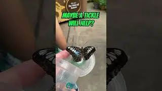Witness the Beauty of a New Butterfly Release
