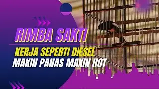 KACER RIMBA SAKTI KESURUPAN😁😁KERJA SEPERTI DIESEL MAKIN LAMA MAKIN HOT