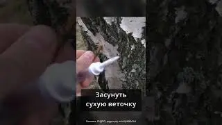 Березовый сок