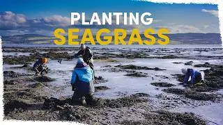 How we’re bringing seagrass back to this Scottish bay | VLOG