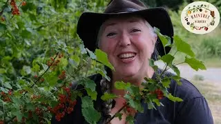 Raintree Nursery's Currant Growing Guide