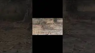Glimpse of Bandhavgarh @shivbks