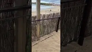 SUNDAY BREAKFAST BEACH SURFERS ПЛЯЖ УТРО КОФЕ СЁРФЕРЫ #shorts #surf #surfing #portugal #кофе #пляж