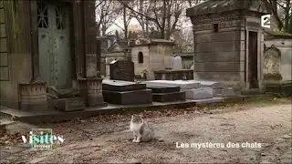 The Montmartre Cat School - Private Tours
