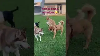 Naughty Romeo | In-house Pet hostel at Mohali | Pets vacation destination #pets #daycare #love #dog