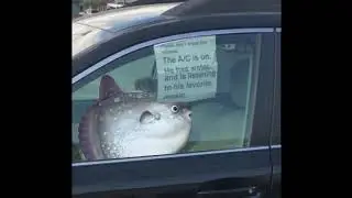 The A/C is on and he is listening to his favorite music