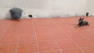 Gato y Perros