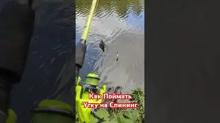 Как поймать Утку на Спиннинг.