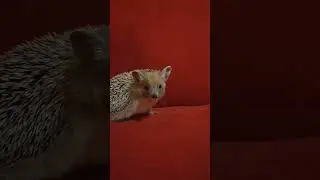 🥰Счастливый ежуля рассиживается на диване