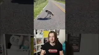 Необычная собака - где ноги?