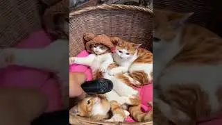 Смешные кошки и собаки ржач смех подборка