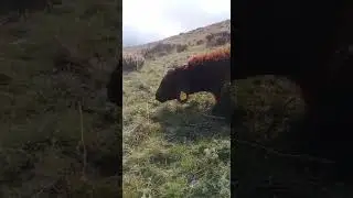 ıslık kavalı