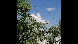 Прилёт бродячего роя.