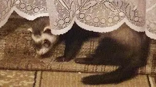 ferret and cat!!! funny ferret and cat videos!!! хорек и кошка!! хорек и кошка уживаются!!!