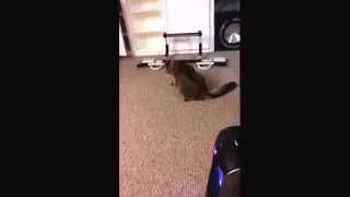 My cat is video gold.
