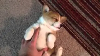 Corgi does not want to wake up/ Corgi uyanmak istemiyor/Chiot corgi fatigué, refuse de se réveiller