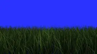 4K Green Screen Free - GRASS - MOTION GRAPHIC on Blue Screen