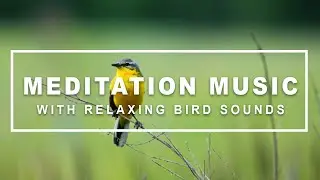 Meditation Music with Nature Bird Sounds