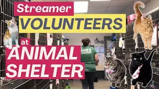 Animal Shelter Feeding & Cleaning 😸 Meow!