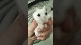я жую любимую жевачку ♥️🐹