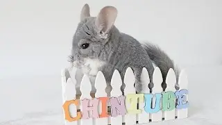 Chinchilla's Nose is Itchy