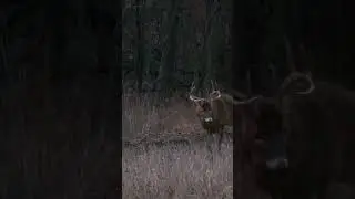 Which Buck Are You Targeting? Iowa Bucks Squaring Up 