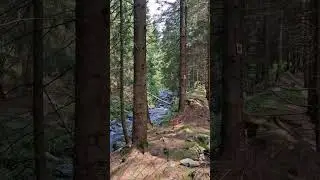 The sound of the forest