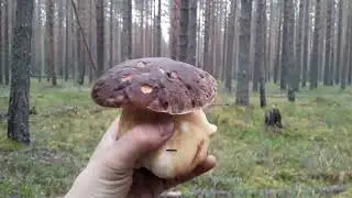 В лес за белыми грибами в Октябре.